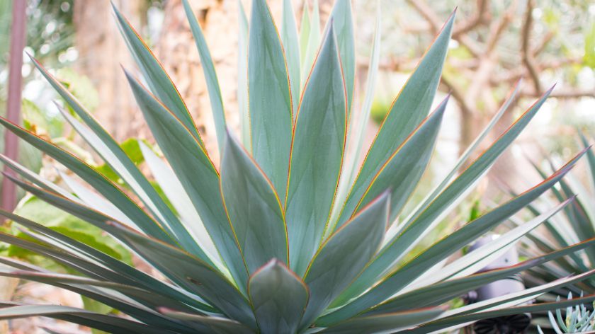 Tequila, flour and artificial sweeteners are made from agave