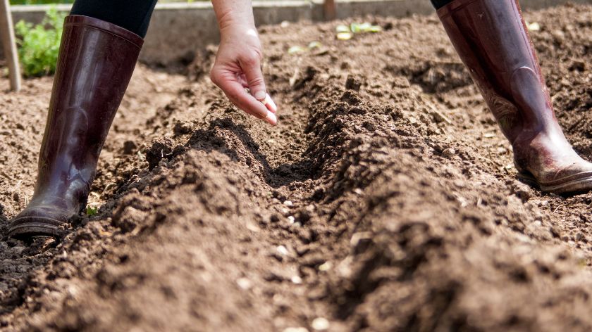 Autumn sowing of peas achieves a higher and better yield