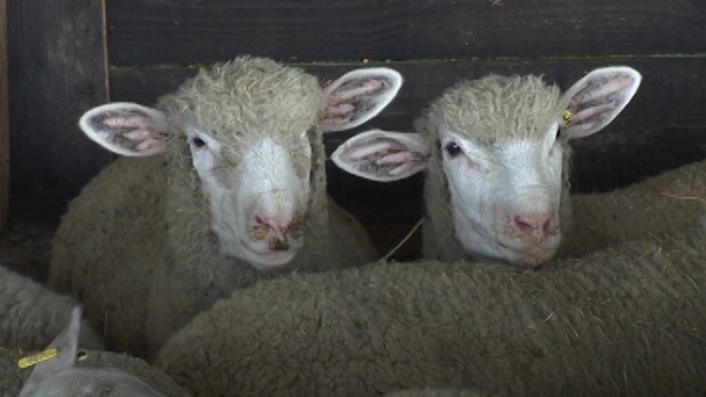 Saveti za početnike: Upoznajte ovce pre nego što počnete da ih gajite - © Agromedia