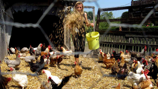 Kako napraviti kompost od kokošijeg stajnjaka- © Agromedia