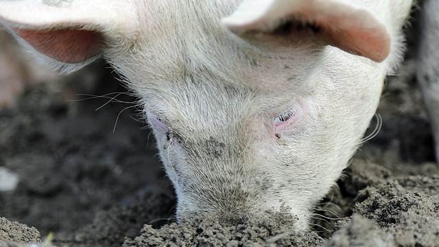 Kako zaštititi svinje od parazita na maloj farmi - © Pixabay