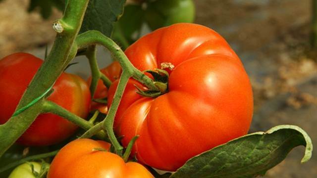 Kako da gajite paradajz, čak i kada nemate baštu - ©Agromedia 