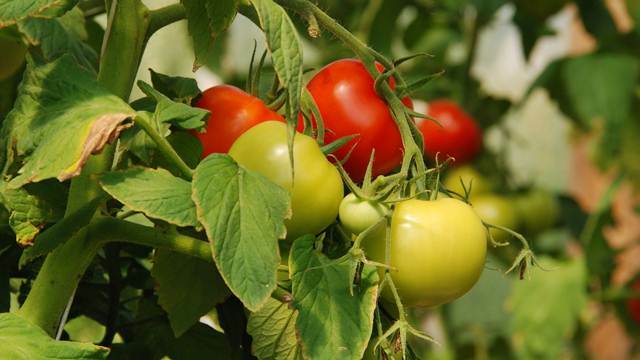 Pažljivo prilikom planiranje sadnje: Ovo su biljke koje mogu da izazovu iritaciju kože - © Pixabay
