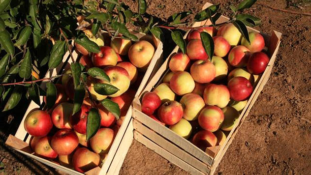 Jabuke iz Smedereva © AGROmedia