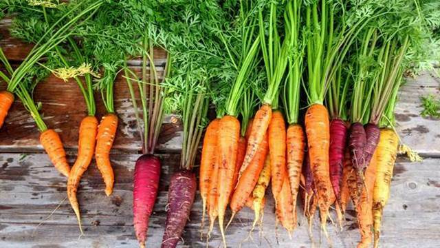 Reciklažni uzgoj povrća: Kako da dobijete mlade biljke od biljnih ostataka - © Pixabay