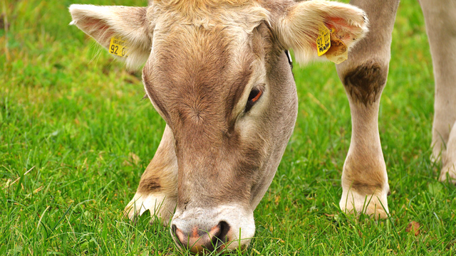Kako da sprečite nestašicu hrane za stoku  - © Pixabay