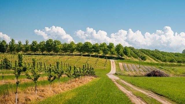 AP Vojvodina: Konkurs za dodelu kredita za podizanje višegodišnjih zasada voća i vinograda   - © Agromedia