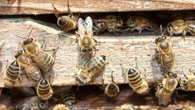 Iskusni pčelari upozoravaju na moguću nestašicu meda- © Pixabay