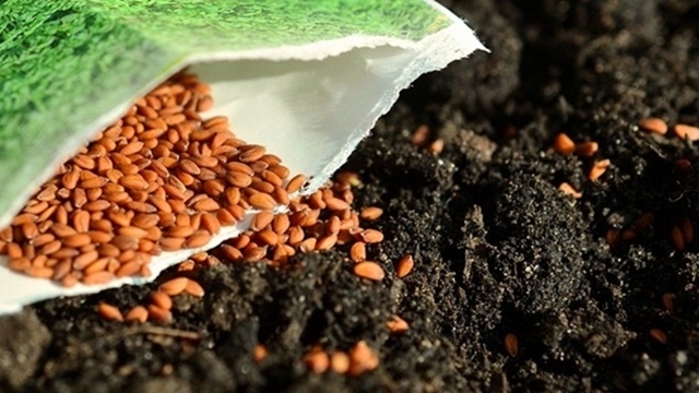 za početnike: Koliko semena je dovoljno po saksiji - © Pixabay