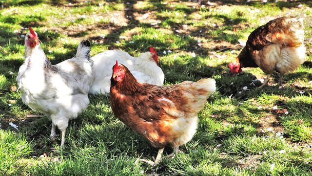 Saveti za uzgoj dvorišnih kokošaka koje svaki početnik treba da zna - © Pixabay