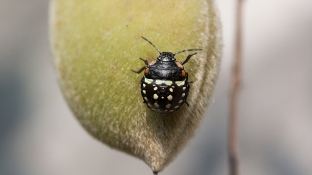 Kako da prepoznate koji insekti vam napadaju biljke? © Pixabay
