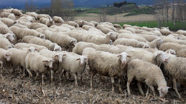 Šta muči stočare i zašto su pojedini ovčari na ivici egzistencije? © Pixabay