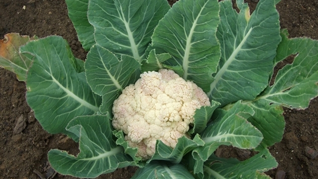 U julu možete posaditi karfiol: Ovo su trikovi koje morate znati za uspešan uzgoj -©Agromedia