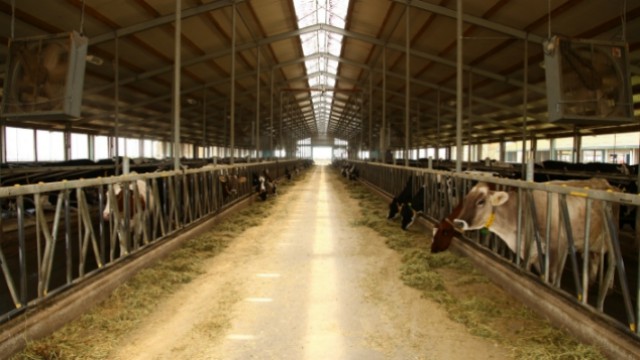 Prostirka od piljevine: Rešenje koje donosi duplu korist farmama mlečnih krava - © Agromedia