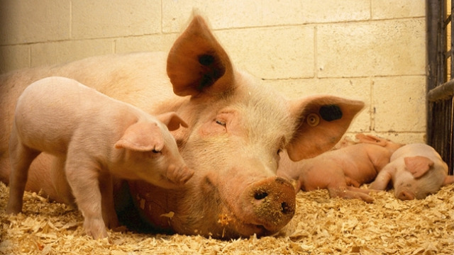 Kako da zaštite farmu svinja od muva- © Pixabay