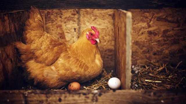 Saveti za početnike: Kako pravilno očistiti i dezinfikovati kokošinjac - ©Pixabay