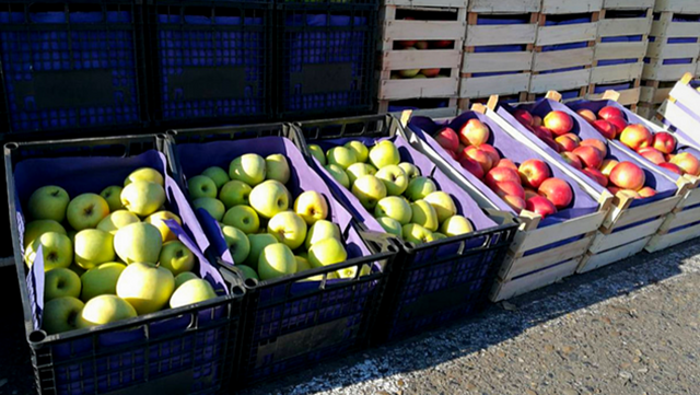 Da li je izvoz jabuka u Rusiju ugrožen zbog pandemije? - ©Agromedia 