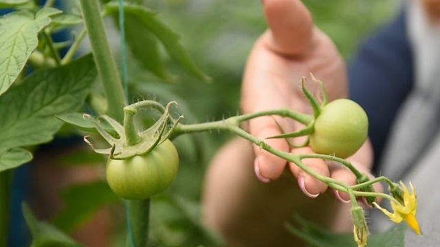 Kako da gajite paradajz, čak i kada nemate baštu - ©Agromedia 