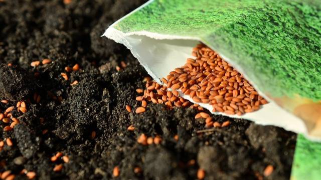 Rok trajanja: Koliko dugo možete čuvati seme? - © Pixabay