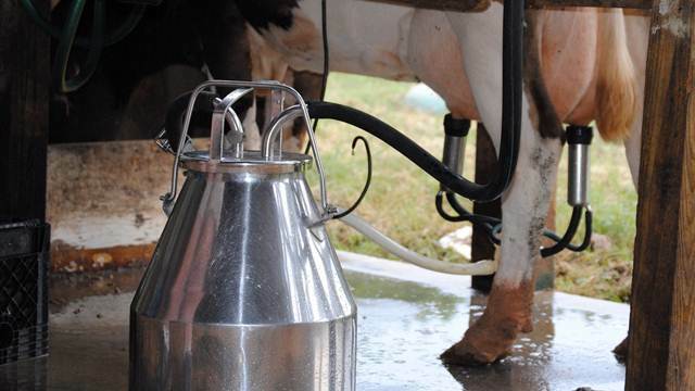 Kozije mleko: Pravilna priprema vimena i postupak muže povećava kvalitet mleka - © Pixabay