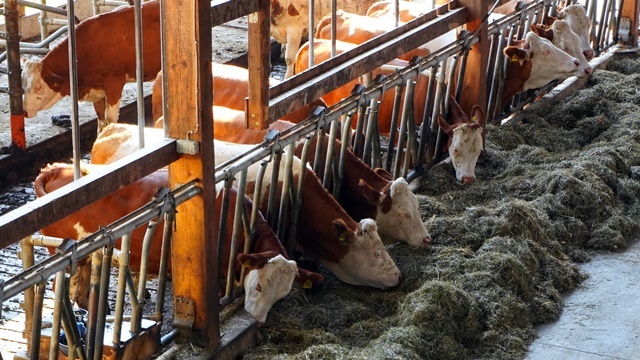 Koje su prednosti sopstvene proizvodnje stočne hrane?- ©Agromedia 