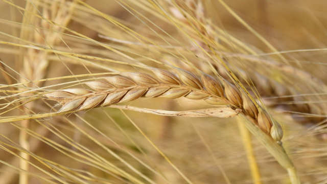 Dozvoljen uvoz pšenice bez carine: Da li je domaća toliko loša? - © Pixabay