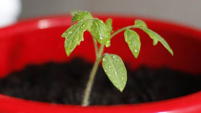 Novo otkriće u ishrani biljaka: Gladni listovi stimulišu koren da uzima više azota - © Pixabay