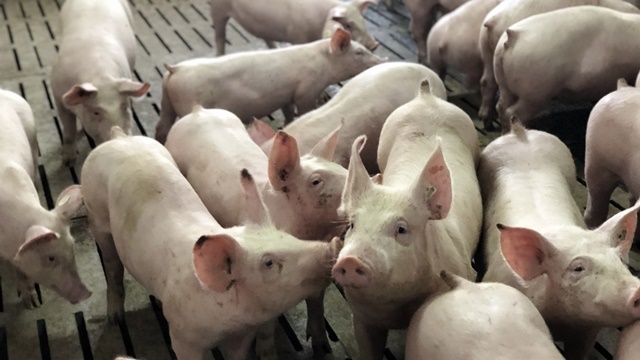 Kako da zaštite farmu svinja od muva - ©Agromedia 