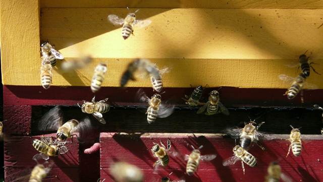 Mart je veoma važan za pčelare – Evo na šta treba da obratite pažnju!-0