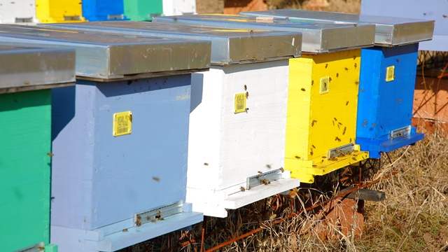 Mart je veoma važan za pčelare – Evo na šta treba da obratite pažnju!-1