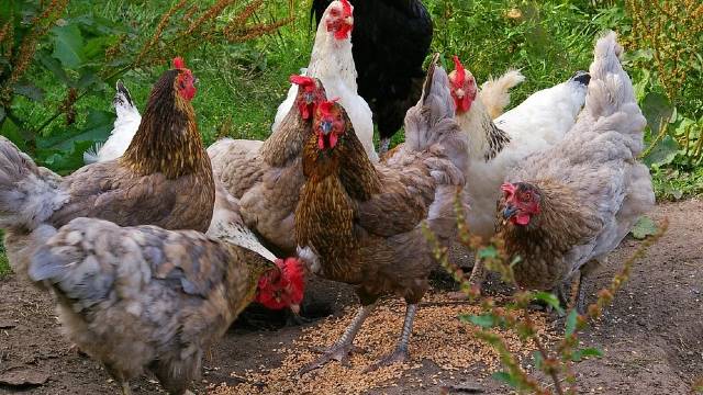Slobodan uzgoj živine: Šta kokoškama nikako ne smete da dajete tokom leta - © Pixabay