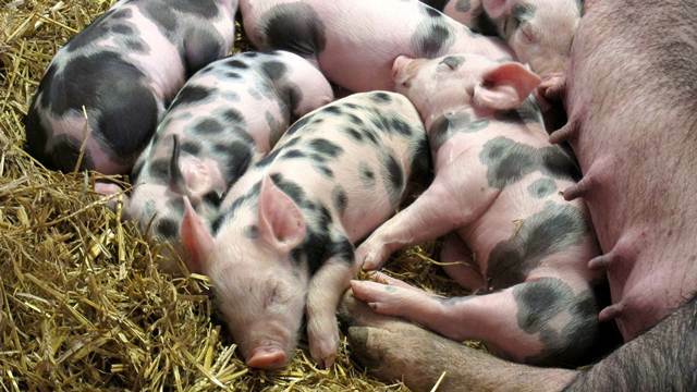 Saveti za početnike: 6 najčešćih grešaka u uzgoju svinja i kako da ih izbegnete - ©Agromedia 