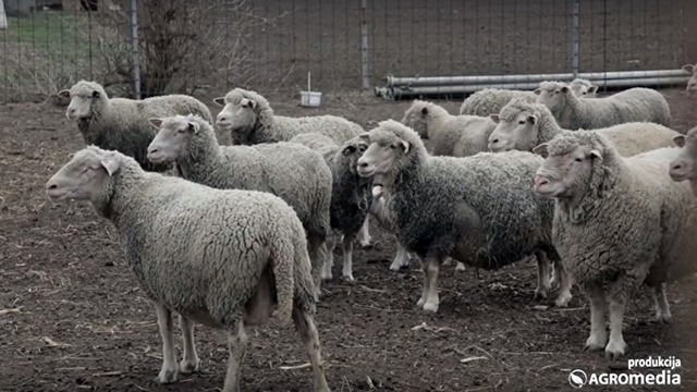 Uzgoj ovaca: Na šta treba obratiti pažnju tokom leta - © Agromedia