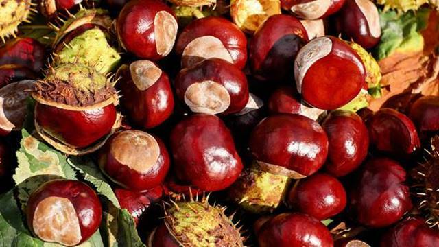 Kako da razlikujete plod pitomog od divljeg kestena - © Pixabay