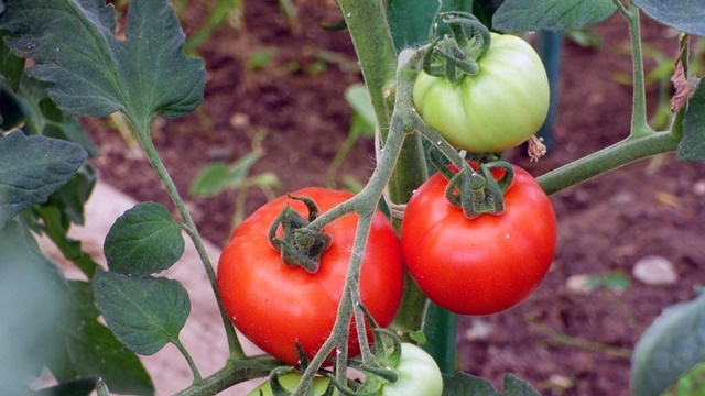 Prirodna zaštita paradajza i krastavca od insekata- ©Agromedia 