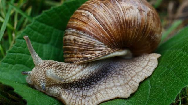 10 ways to get rid of snails naturally - © Pixabay