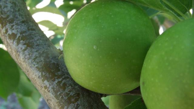 Kako efikasno suzbiti jabukinog smotavca -©Galenika-Fitofarmacija