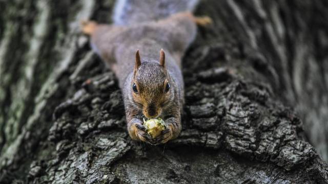Veverice uništavaju lešnike: Evo kako da rešite ovaj problem- © Pixabay