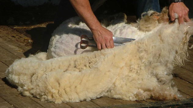 Šišanje ovce © Foto: wikimedia.org
