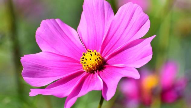 Samoniklo cveće: Cvetna bašta bez puno muke - © Pixabay