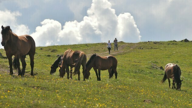 Divlji konji na Stolovima © Milanko Danilović