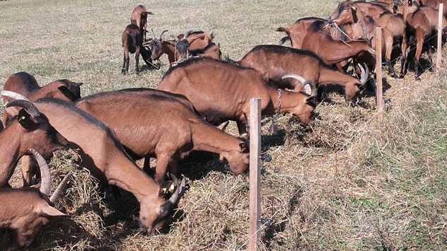 Alpske koze sa Dejanove farme © Foto: Danijela Jovanović