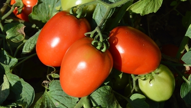 Hibrid paradajza Galilea F1 - © Holland Angro