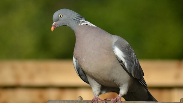 Golub grivnaš ili šumski golub - © Pixabay