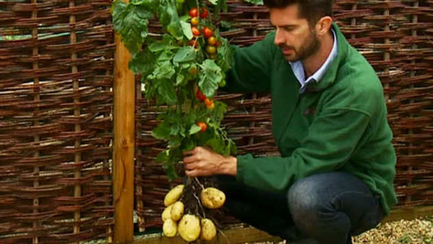 Hibridna biljka - plodovi paradajza na stablu a krtole krompira na korenu - © Foto: www.rt.com