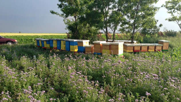 Košnice Oskara Ača, pčelara iz Ruskog Sela - © Foto: Danijela Jankov