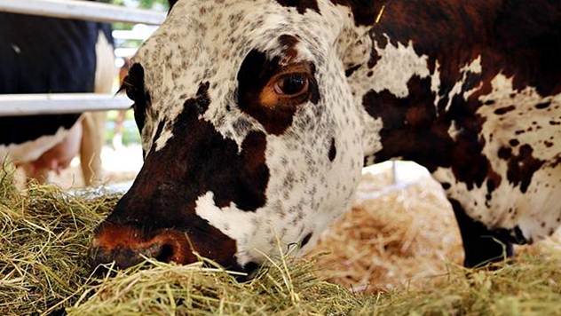 Napravite kvalitetnu silažu i seno za ishranu krave - © Pixabay