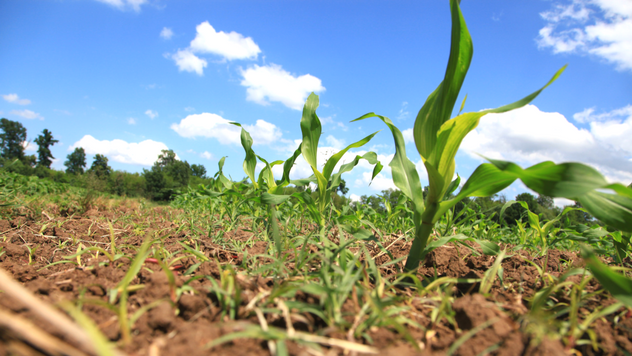 Polje kukuruza ©Agromedia
