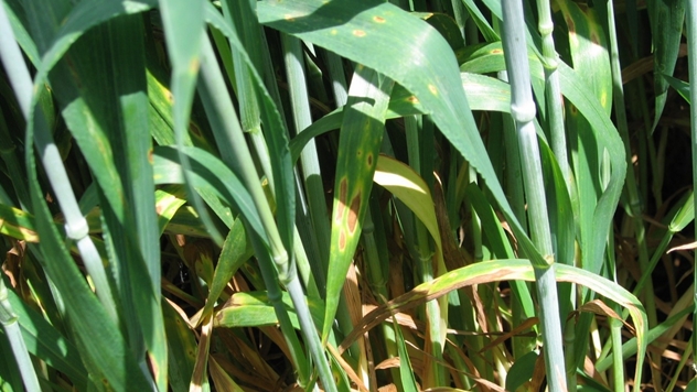 Septoriozna pegavost na listu pšenice - ©  BASF