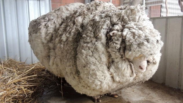 Šrek ovca © Foto: Modern Farmer